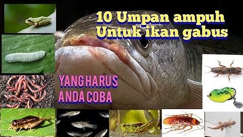 10 Umpan ikan gabus paling ampuh