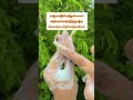 #celina #soap #foryou #trending