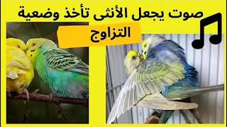 تحفيز البادجي على التزاوج + اصوت تحفيز طيورالبادجي. +  budgie sounds loud +budgies mating call sound