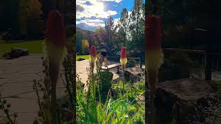 Wobbly Waves #handstand #shorts #adhd  #aspen