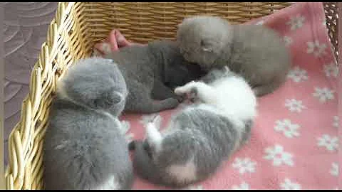 Video 2078321: british shorthair, cattery calmcat, calmcat uk, litter