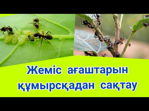 Бейне: Жеміс ағаштары Құстарды қорғау - құстарды жеміс ағаштарынан қалай сақтауға болады