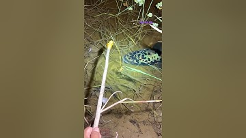 Cá Lớn - cá Lóc Bông Khủng săn mồi 😱 #khacthuyvlogg