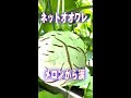 メロンのネットがオオワレしてつらい #Shorts