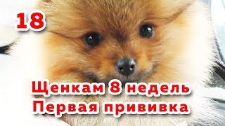 🐾 Щенкам 8 недель. В гостях у Алисы. Щенка укачало. Собака на первой прививке 🐾 Щенкам 8 недель. В гостях у Алисы. Щенка укачало. Собака на первой прививке