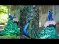 The Most Stunning Peacock Footage I’ve Ever Taken| wildlife moment with Canon EOS R7