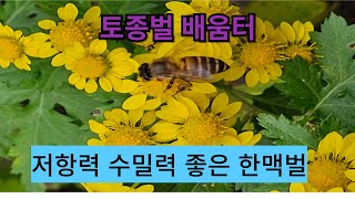 Korean Good Bee 원종 분봉열