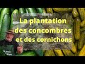 Quand et comment planter les cornichons et les concombres?