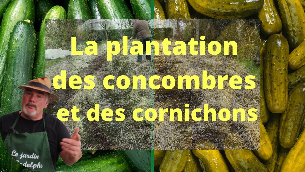 Quand et comment planter les cornichons et les YouTube