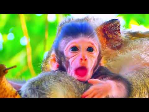 Cute Little Baby Monkey The Best Action Of The Mother Monkey And Newborn Monkey Babies