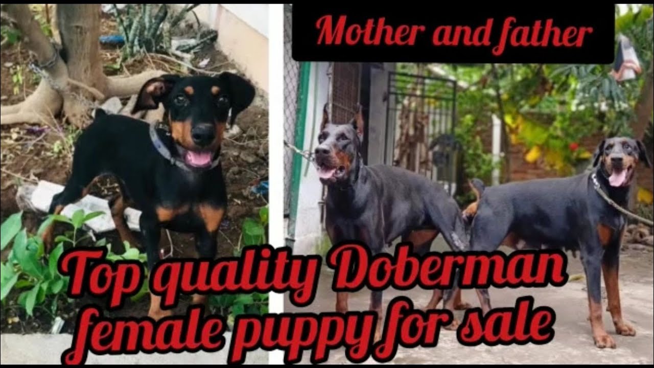 Doberman puppies for saleSold outHyderabaddog market in Hyderabad YouTube