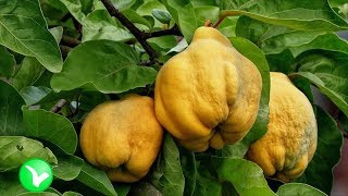 картинка: Коварная айва. Польза и вред айвы для организма человека.