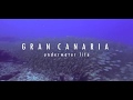 Scuba diving in Gran Canaria - Underwater life   4K