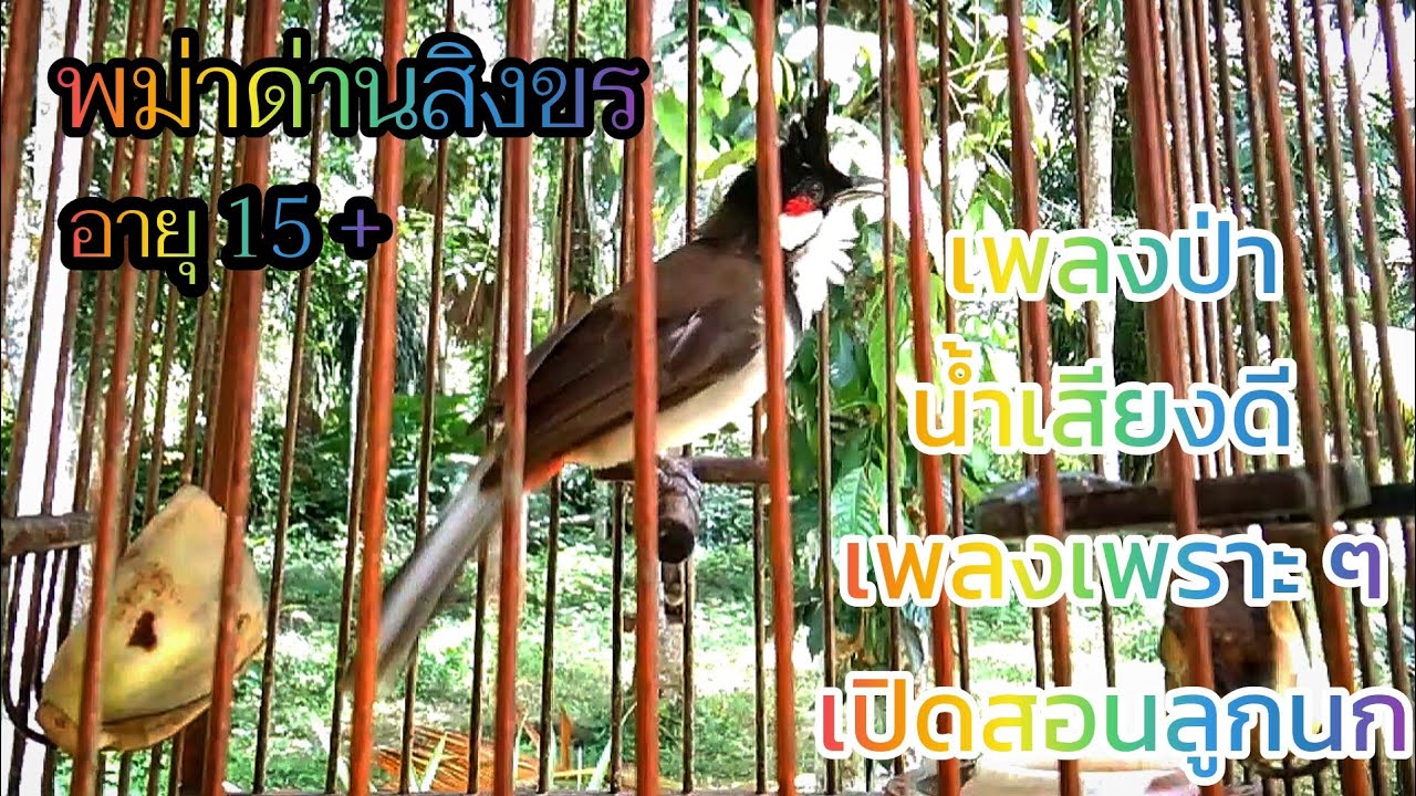 🏆นกกรงหัวจุกพม่า 3-4-5-6 เปิดสอนลูกนกฟังแล้วร้องตาม ยั้วนกต่อให้คึกให้ร้อง