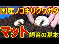 【70ｍｍ以上確定！】国産ノコギリクワガタに使用しているマットの紹介と使用方法！半年経過した幼虫の体重を測定！
