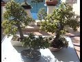 Hacer un bonsái en pocos meses (portulacaria)