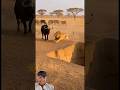 #animals #chhotaalivlogs #lion #wildlife