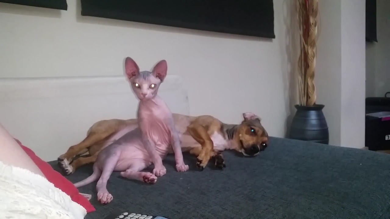 gato sin pelo - YouTube