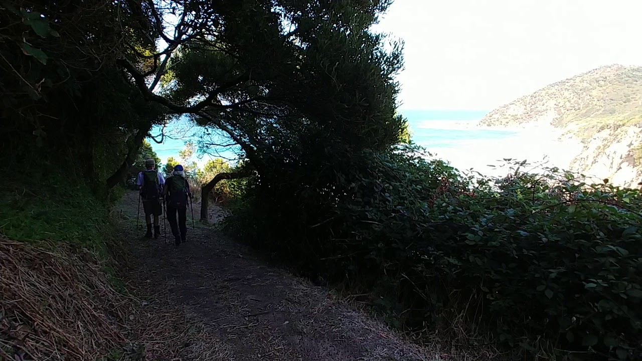 Tree Tunnel: Great Ocean Walk, Australia