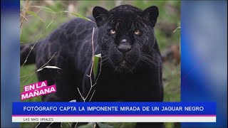 Fotógrafo capta la imponente mirada de un jaguar negro | En La Mañana