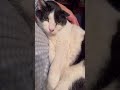 撫でてほしいのに全然先生に伝わらない猫【猫のれいちゃん】#shorts