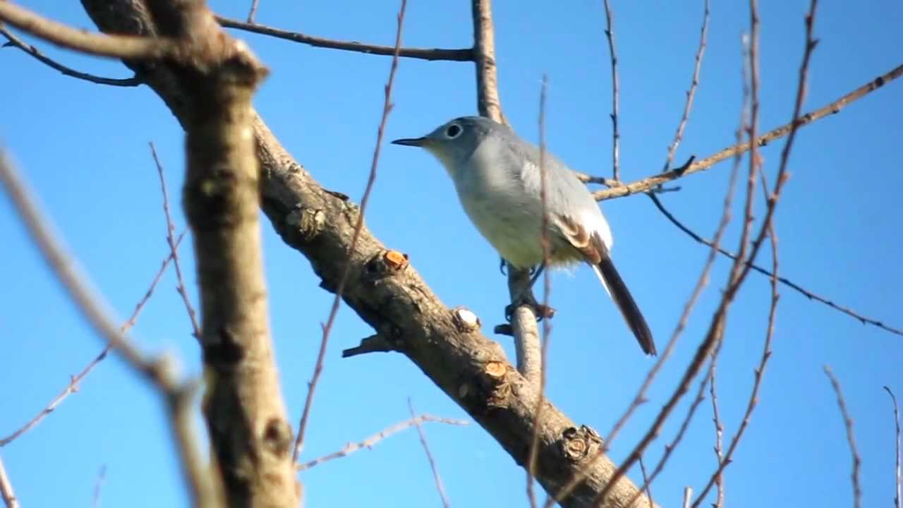 Blue-grey Gnatcatcher Video 