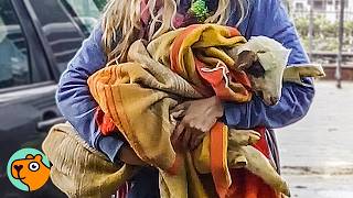 Dumped Lamb Overcomes Odds And Learns To Walk Again  Cuddle Buddies