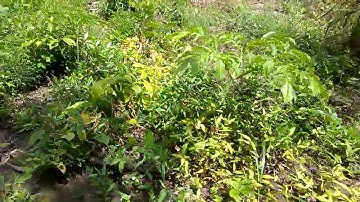 Glufosinate Ammonium Herbicide Weedicide Demonstration Day 4