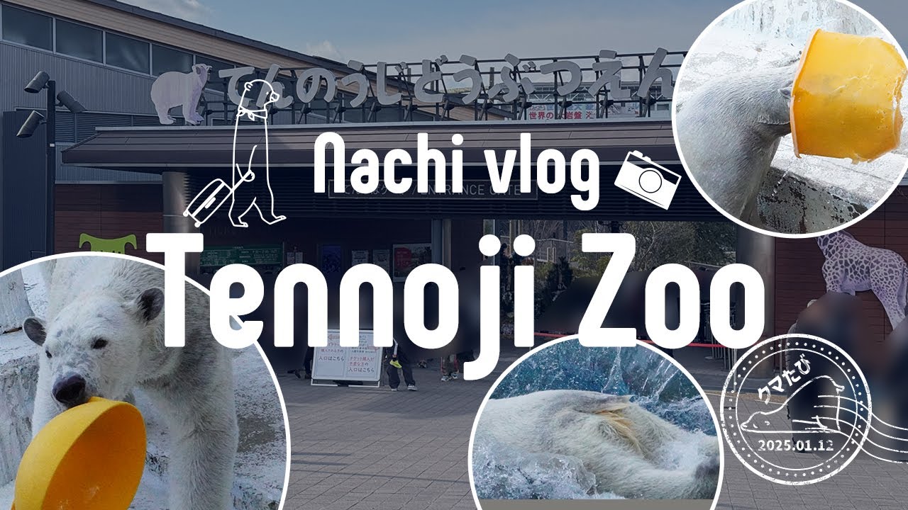 🐻‍❄️〈 ⑥2025年初遠征 〉このシロクマ、ただ者じゃない…！天王寺動物園の癒し王・ホウちゃんに会ってきました🧊 / ぼっち女のクマ旅