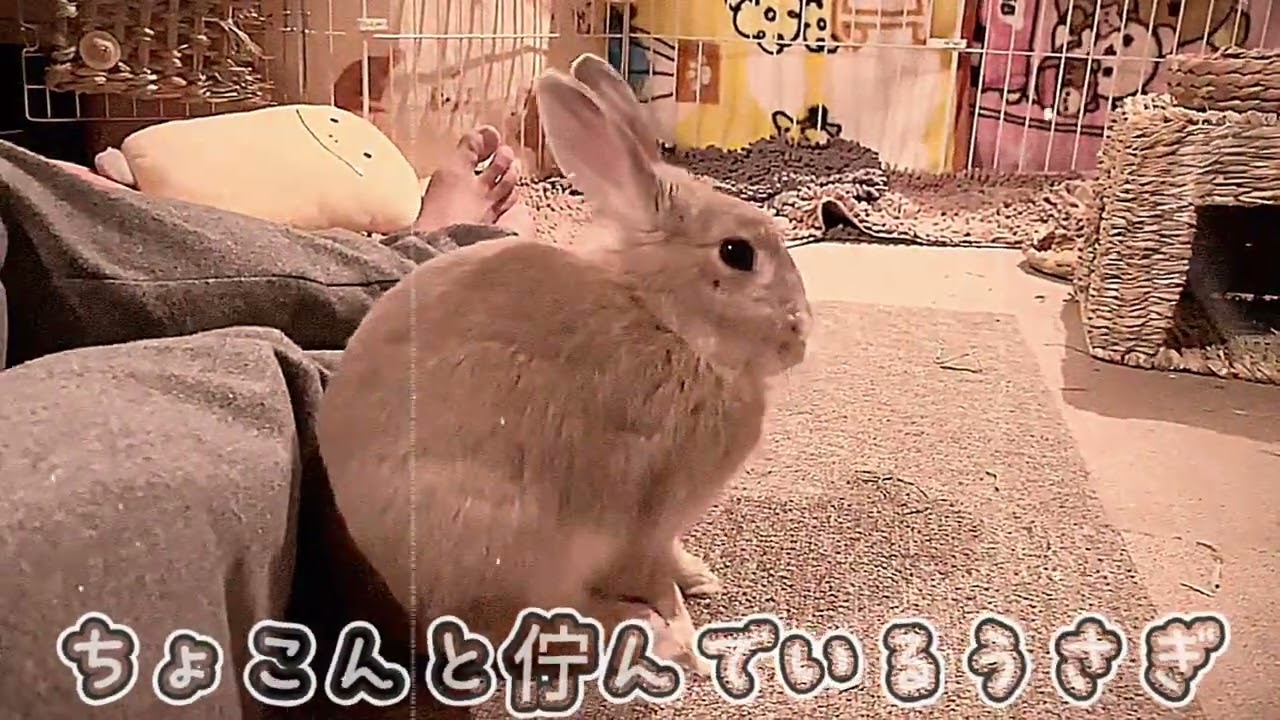 うさぎ、様リクエスト うさぎ】ちょこんと佇んでいるだけなのに可愛い我が子ラッキー - YouTube