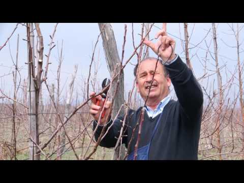 ვაშლის ინტენსიური ბაღის გასხვლა