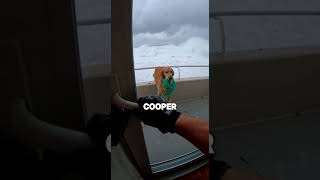 The Tsunami took my dog... but then a MIRACLE happened! 🌊🐕😭 #rescue