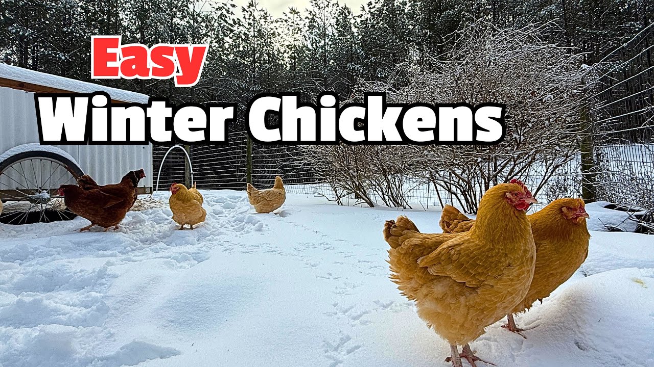 View of Tips for Raising Chickens in Winter! - YouTube