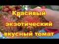 Обзор экзотического, вкусного томата Беркли Тай Дай Пинк