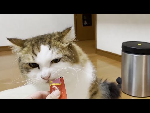 猫たちに「おやつ」と言わずにチュールを見せたらどうなるのか？