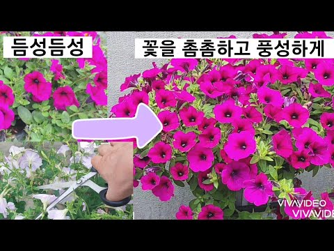 Video: Hvordan Oppnå En Nydelig Petunia-blomst