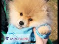 🤩|КАК МЕНЯЕТСЯ ПОМЕРАНСКИЙ ШПИЦ ОТ 2Х МЕСЯЦЕВ ДО ГОДА|🐕ПОМЕРАНСКИЙ ШПИЦ🐶|