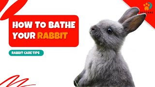 How to Bathe Your Pet Rabbit by Pet Care Tips 12 views 3 months ago 2 minutes, 27 seconds