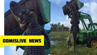 GIANT Alligator Found in Florida 800 POUNDS, 15 FOOT Monster