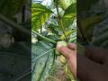 #shortsviral #nature #fruit