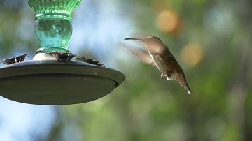 Hummingbird feeds - slow-motion