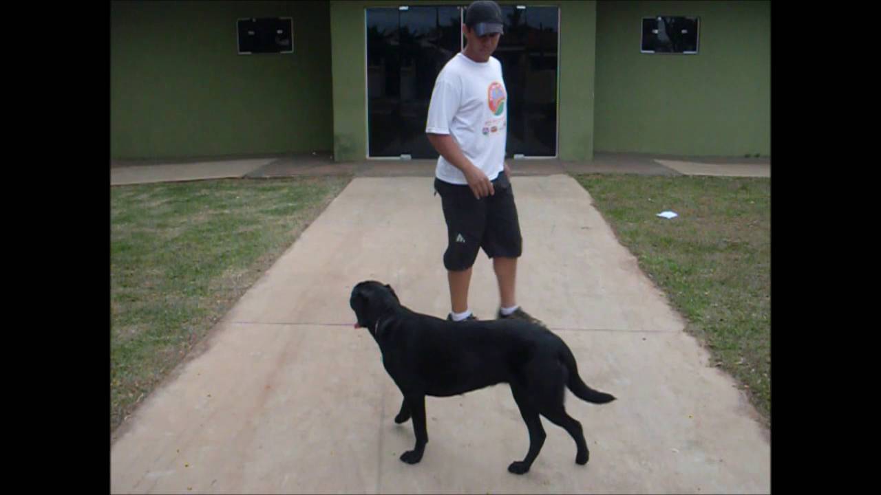 Eduardo adestrador de cães bataguassu-ms