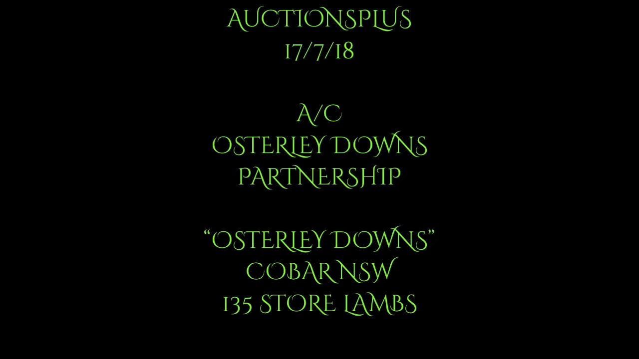 Osterley Downs A+ Lambs