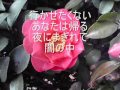 恋酒~加賀の夜(西尾夕紀)歌ってみました