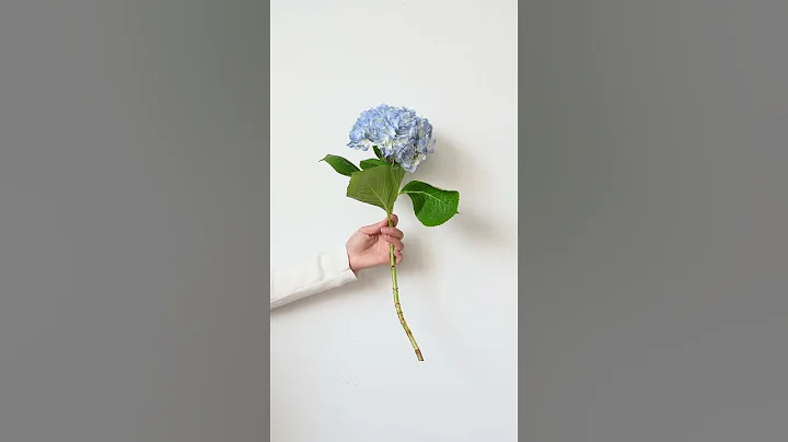 Be happy with the flower. #happy #flowers #happiness #shorts #short #viralvideo #beautiful #love - DayDayNews