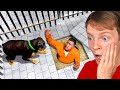 GTA 5 - CHOP'S IN PRISON! (Rescue Him)