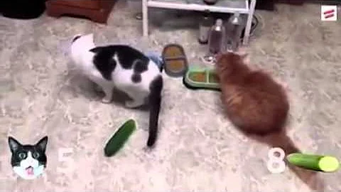 ¿Los gatos tienen miedo a los pepinos?