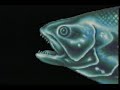 CRフルーツポンチ(高尾) プロモーション途中まで