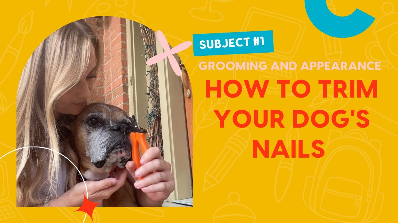 Trimming your dog's nails. - Anivive Lifesciences