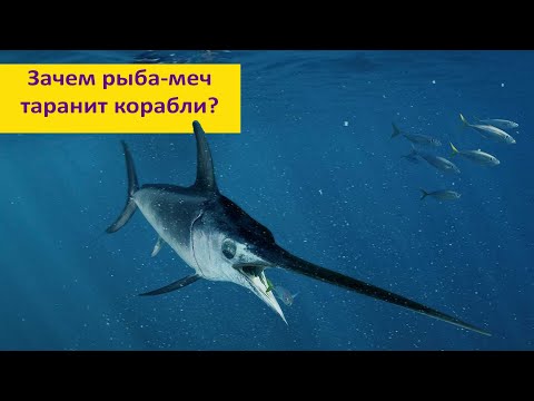 Видео: Риба меч. Описание